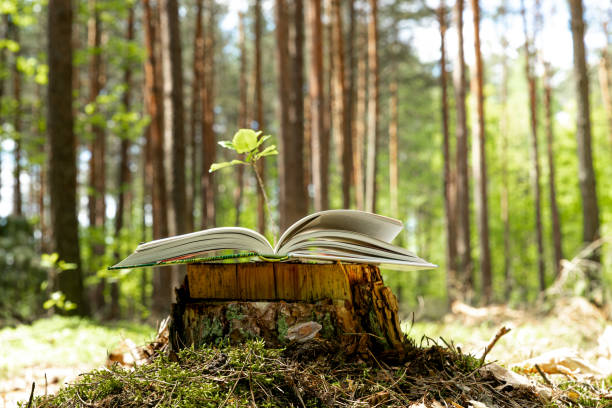 istock Old book lying on tree stump with blurred forest trees in background. 1335830594