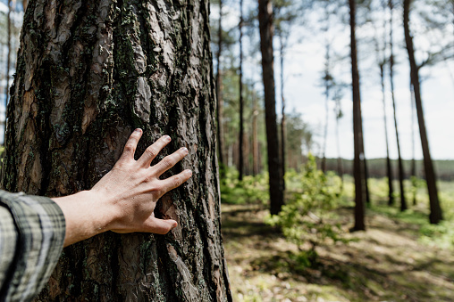 Person touching old tree growing in forest. Concept of nature love and environment protection