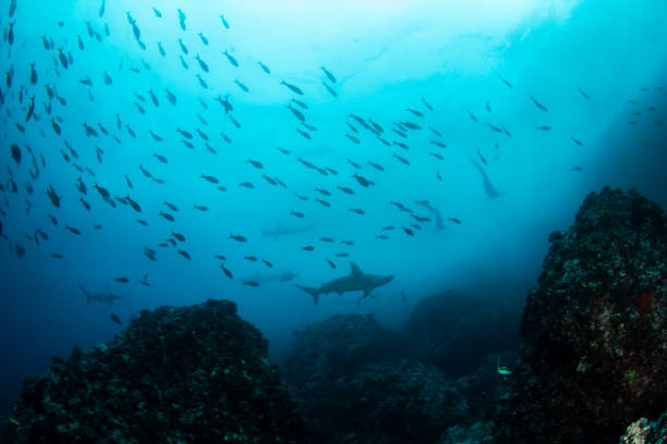 Hammerhead Shark at Cocos Island, Costa Rica stock photo