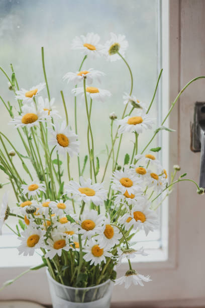 istock Bright beautiful daisies on a windowpane 1335831883