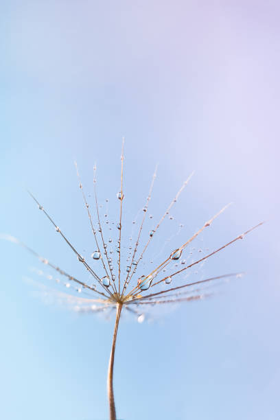 istock Dew water drop on dandelion seed, macrophotography. 1335833812