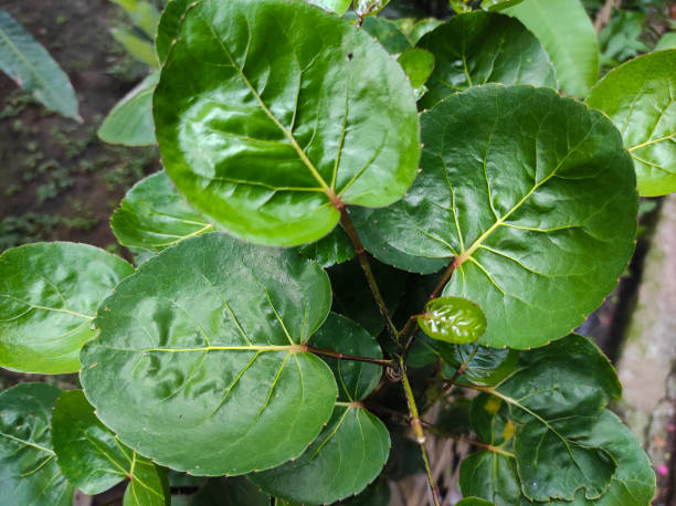 istock bowl of puring leaves 1335834972
