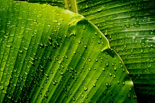 close up of water drops on banana palm leaf