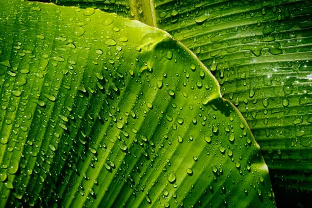 Photo of water drops on palm leaf, purity nature background