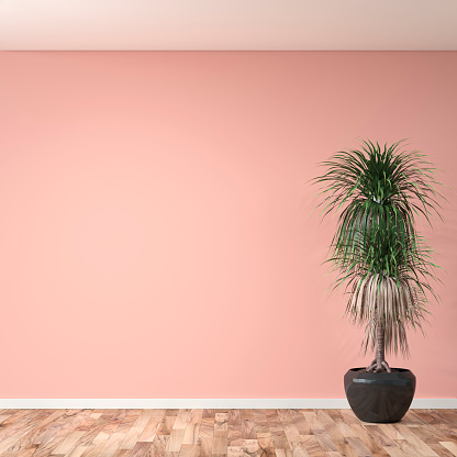 Empty baby pink plaster wall background on hardwood floor with copy space with large potted plant (dracaena marginata) in brown pot. 3D rendered image.