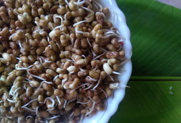 istock Heap of fresh Sprouted moth beans or math beans in white background 1335838456