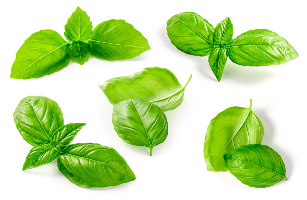 istock Set of basil leaves isolated. Basil leaf on white background. Fresh basil. 1335839217