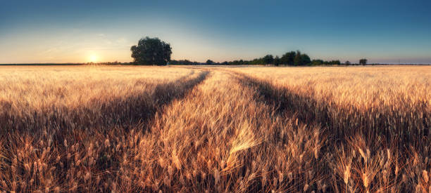 istock Path in golden wheat field landscape - panorama 1335840878