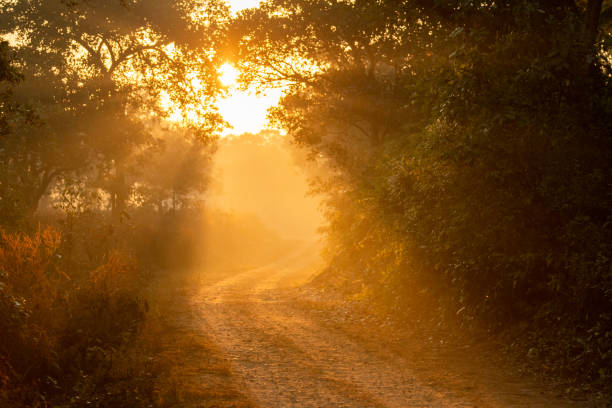 Scenic forest road or trail with warm feel in cold winter morning fog or mist and orange color sunlight or sunrays scattering making Tyndall effect with canopy of trees in jungle of central india pintoresco camino o sendero forestal con sensación cálida en la niebla o niebla fría de la mañana de invierno y la luz del sol de color naranja o los rayos solares que se dispersan haciendo efecto tyndall con dosel de árboles en la selva del centro de
