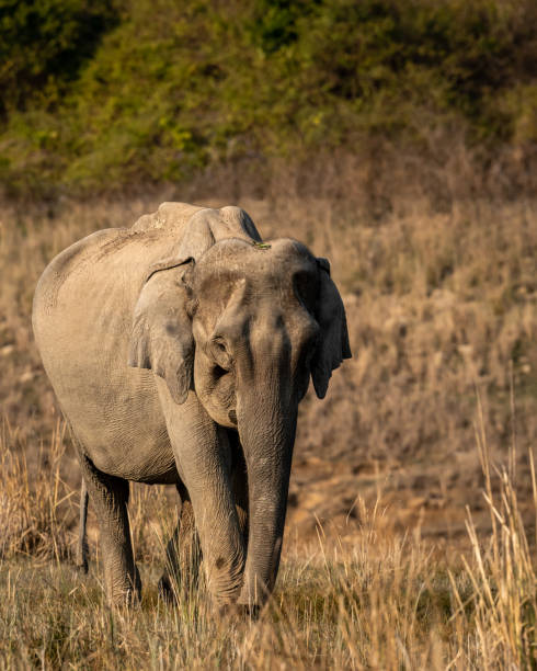 wild asian elephant or tusker head on portrait at dhikala zone of jim corbett national park uttarakhand india - elephas maximus indicus - jim corbett national park 個照片及圖片檔