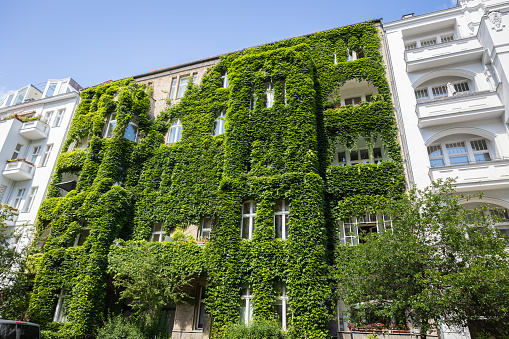 Vertical garden, Green building
