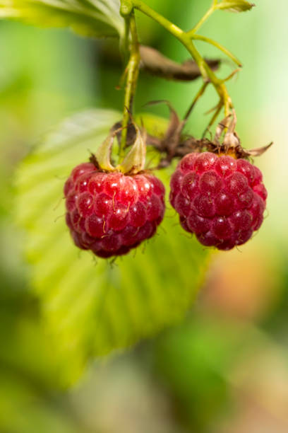 istock two ripe red berries of forest raspberries on a blurry green background 1335843449