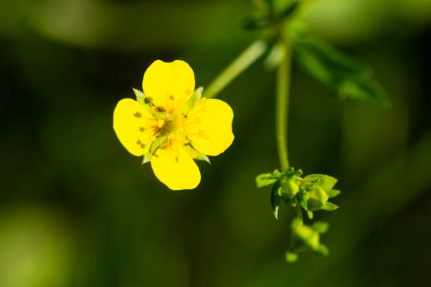yellow buttercup flower the spring Potentilla recta in the forest