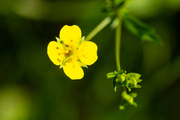 yellow buttercup flower the spring Potentilla recta yellow buttercup flower the spring Potentilla recta in the forest potentilla anserina stock pictures, royalty-free photos & images