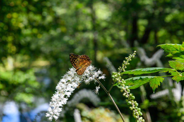 Alpine plants in Nikko National Park ( Scientific name : Cimicifuga simplex )