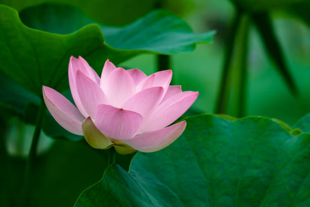 istock Pink blooming lotus close-up 1335844406