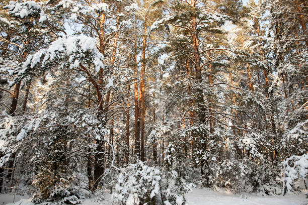 istock firs and pines in the winter season 1335844449