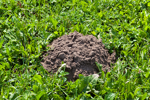 the soil dug by a mole on the territory of a field with grass, Molehill on a field with grass from moles