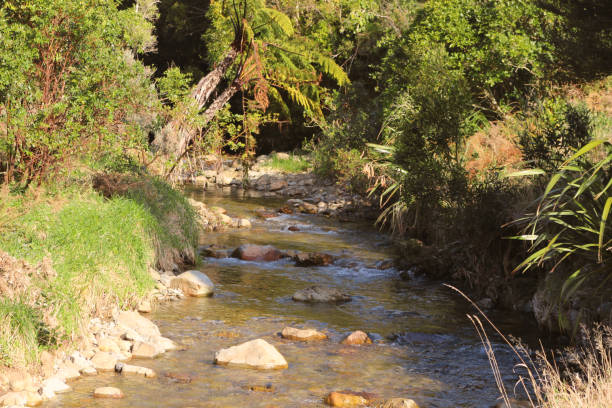 istock Remutaka Forest Park river stream on a sunny winters day surrounded by native plants 1335844609