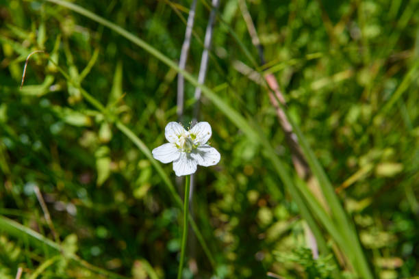 istock Alpine plants in Nikko National Park ( Scientific name : Parnassia palustris ) 1335844615