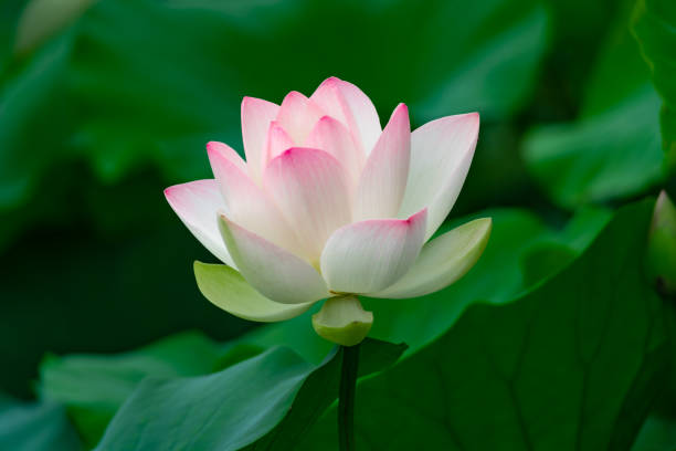 istock Pink blooming lotus close-up 1335844833