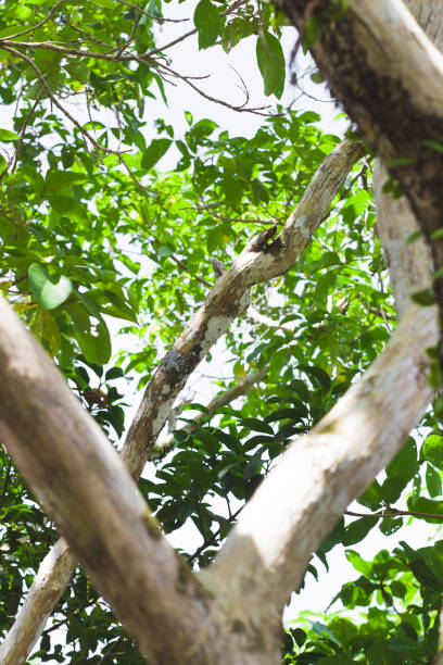 istock to the beauty seen from under the tree 1335844870