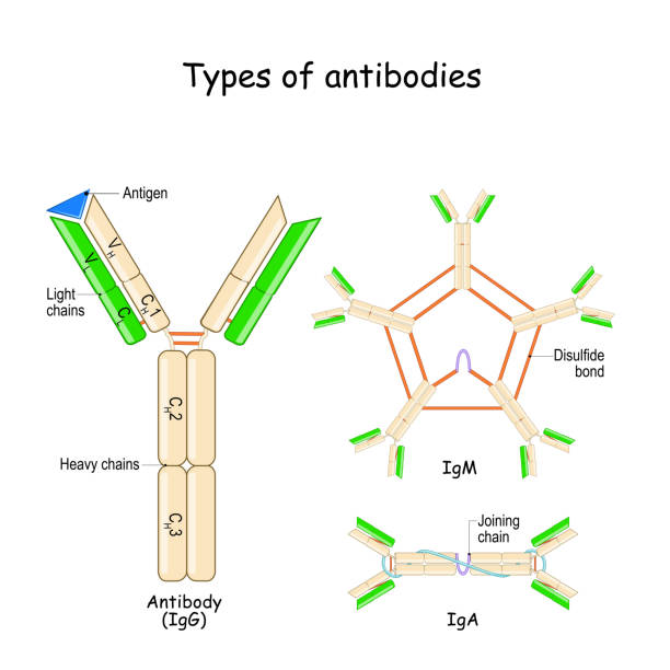 Types of Antibodies. Types of Antibodies. Antibody anatomy with Antigen, Heavy and Light chains. immunoglobulin structure. Protein of immune system for identify and neutralize bacteria and viruses. IgA, IgM, and IgG. Vector. infographic naming organic compounds stock illustrations