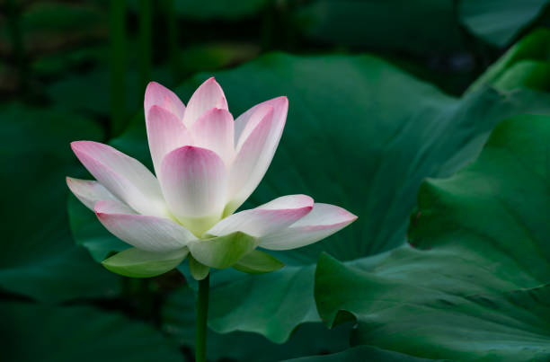 istock Pink blooming lotus close-up 1335845016
