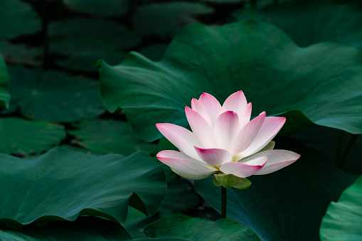 Primer plano de loto rosado floreciente photo