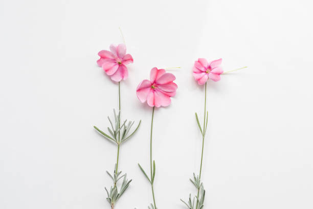 Top View Of Arrangement Of Three Pink Flowers With Stems Isplated On White Background,Flat Lay, Minimal Concept
