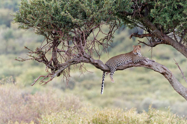 istock Leopard in the Masai Mara National Reserve in Kenya 1335846165