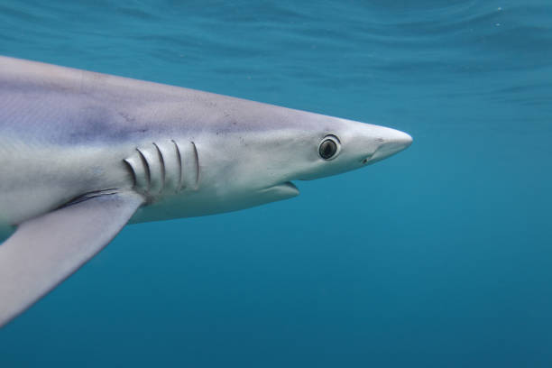 close-up of blue shark, Prionace glauca, observed off Cape Point, South Africa stock photo