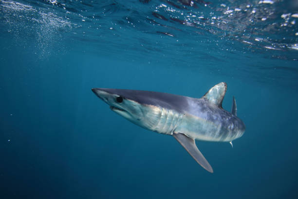isurus oxyrinchus, tiburón mako de aleta corta, observado en cape point, sudáfrica - cape point fotografías e imágenes de stock