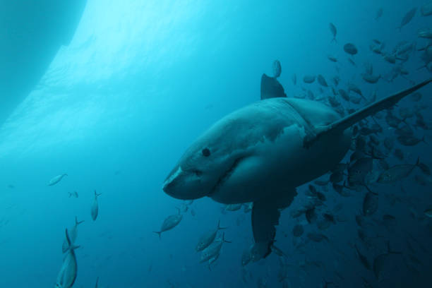 istock great white shark, Carcharodon carcharias, accompanied by silver trevallies, Pseudocaranx georgianus, Neptune Islands, South Australia 1335847442
