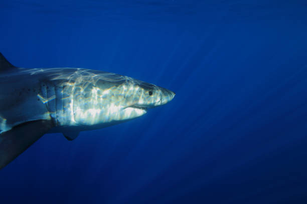 istock great white shark, Carcharodon carcharias, observed at Isla Guadalupe, Mexico 1335847964