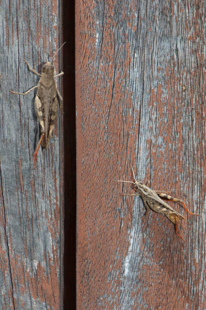 istock Canarian grasshoppers on a wooden door. 1335848028