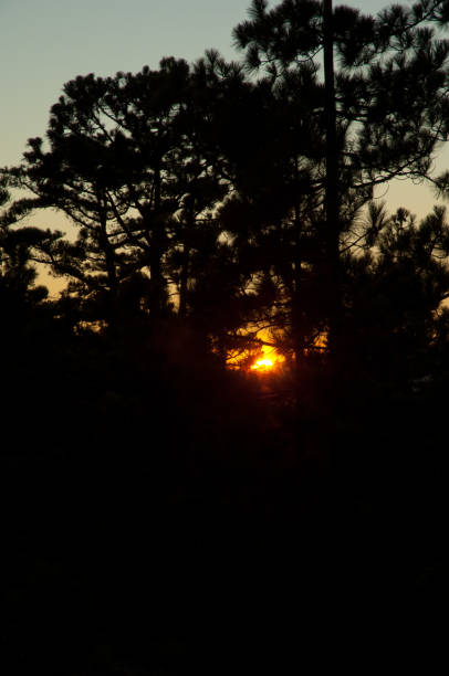 istock Sunset through a forest of Canary Island pine. 1335848100