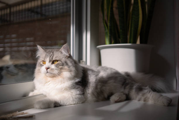 istock Siberian cat resting near a window 1335848198