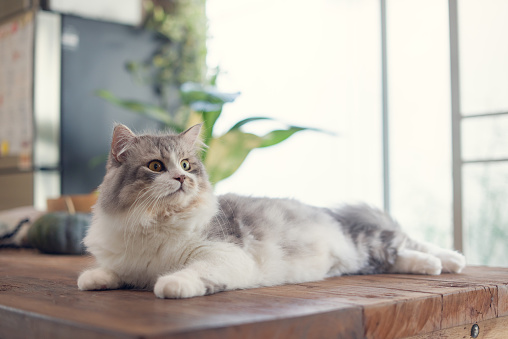 Siberian cat resting on wooden table at home