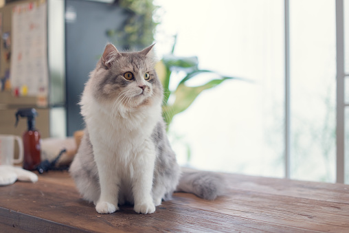 Siberian cat resting on wooden table at home