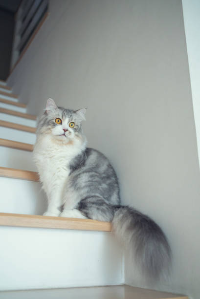 istock Siberian cat on wooden stair 1335848294