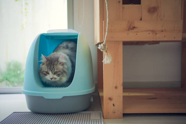 Siberian cat using a litterboxes stock photo