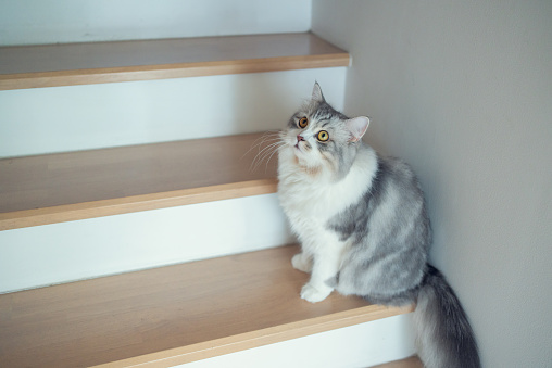 Siberian cat on wooden stair at home