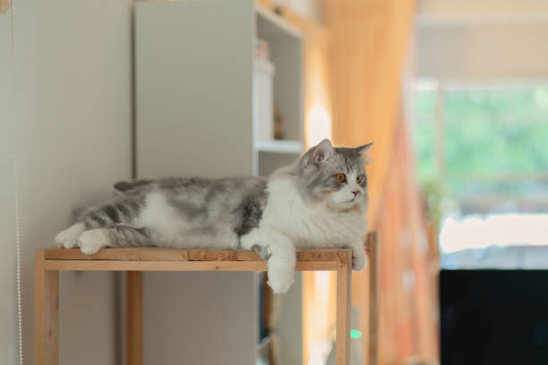Siberian cat resting on a wooden cat house