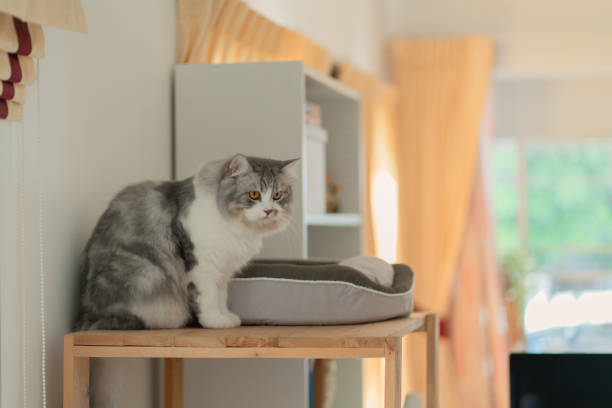 istock Siberian cat resting at home 1335848348