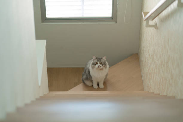 istock Siberian cat walking on stair 1335848383
