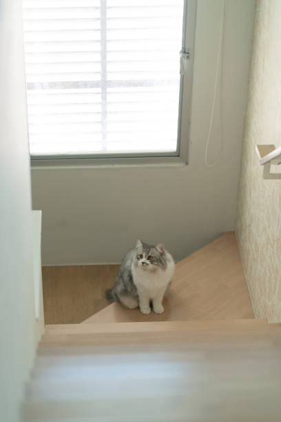 istock Siberian cat walking on stair 1335848402