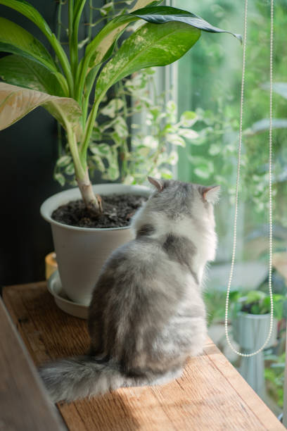 istock Siberian cat resting near a window 1335848622