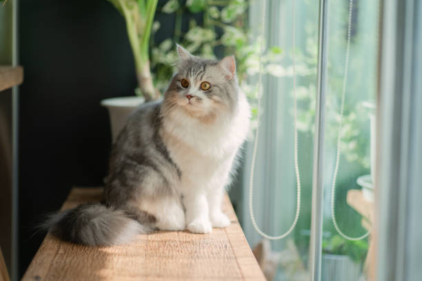 istock Siberian cat resting near a window 1335848662