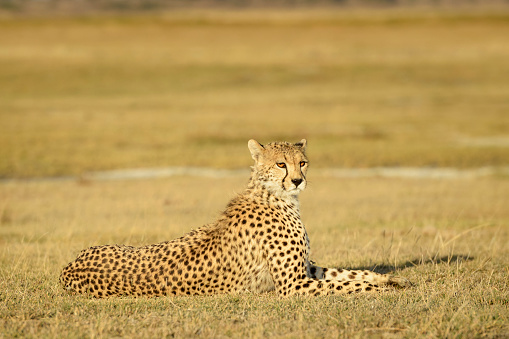 Closeup of a cheetah resting on termite mound. High quality photo